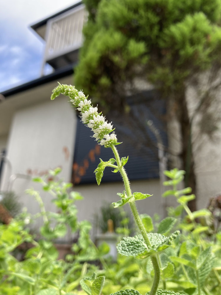 庭には四季の花「夏はﾐﾝﾄ」